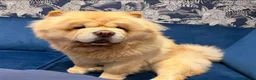 Chow Chow dogs for sale: Beautiful KC Registered Chow Chow Puppies  - Advert 27
