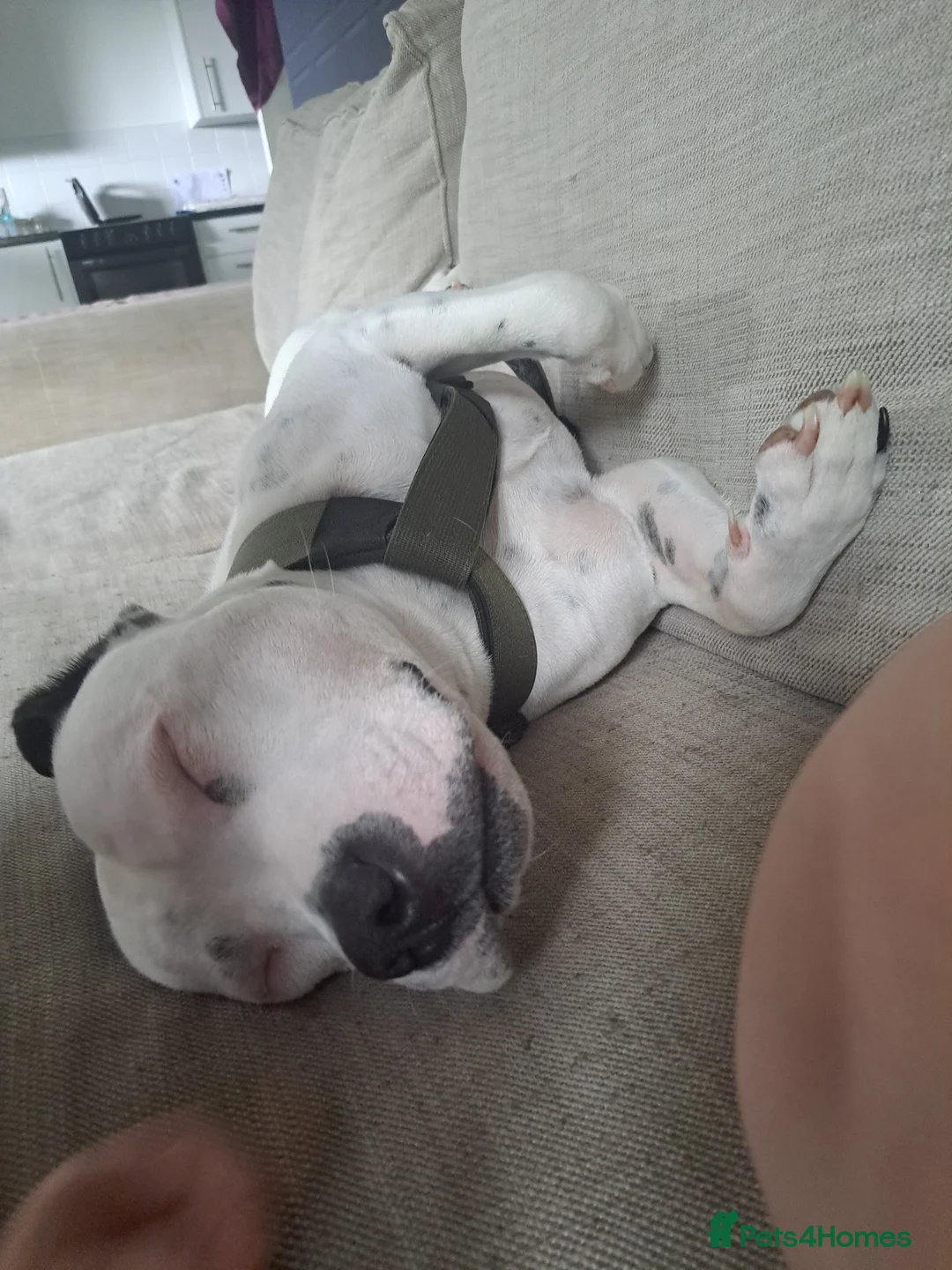 Staffordshire Bull Terrier dogs for sale: Spike  - Advert 3