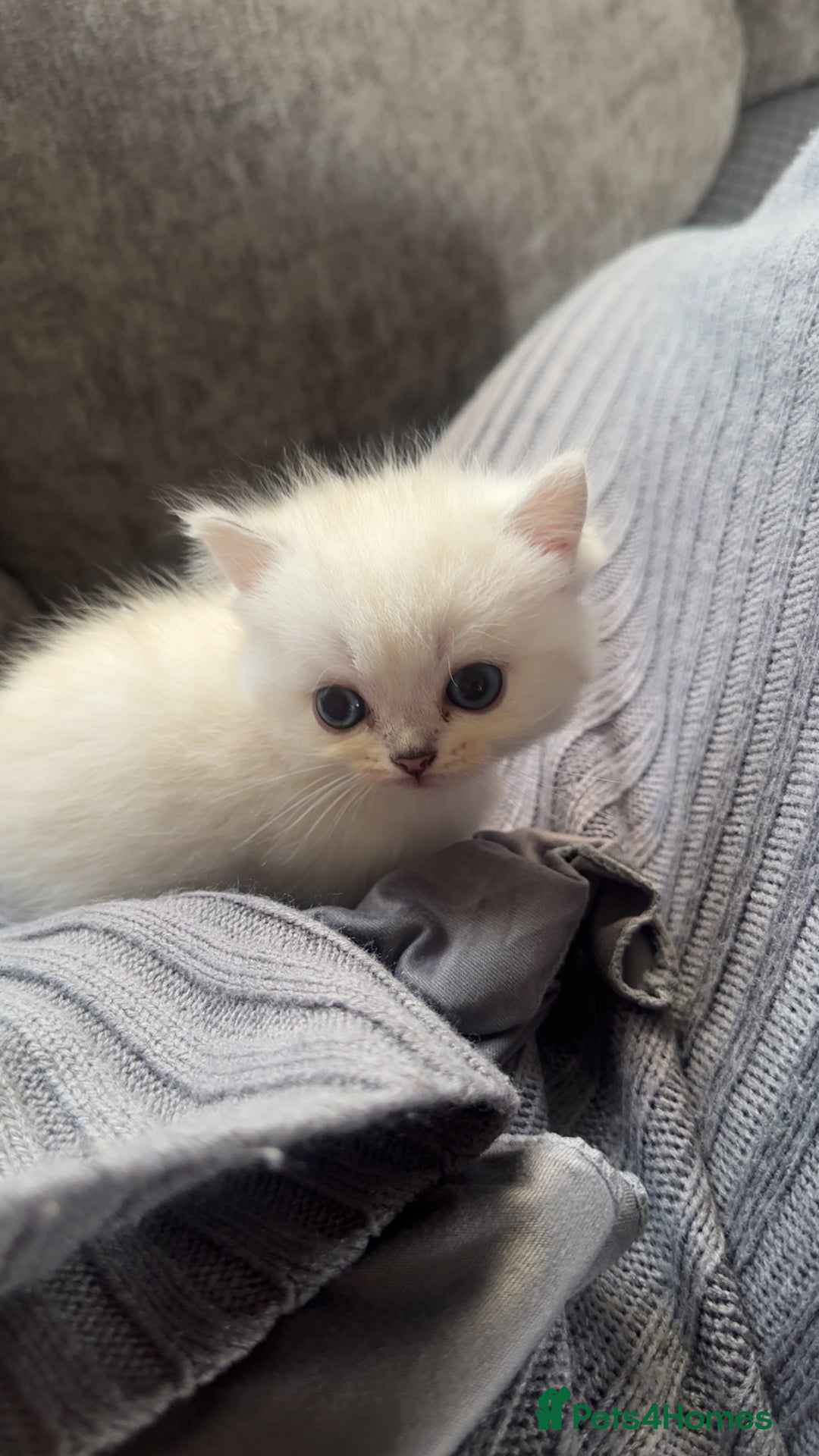 Persian cats for sale: Beautiful British shorthair silver tip mix breed - Image 9