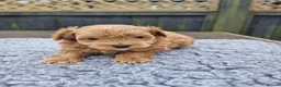 Pomapoo dogs for sale: Fabulous  pomapoo puppies  - Advert 6