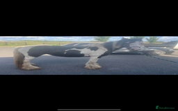 Irish Cob horses for sale: Gypsy cob - Image 1