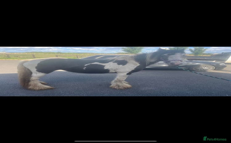 Irish Cob horses - Advert 1