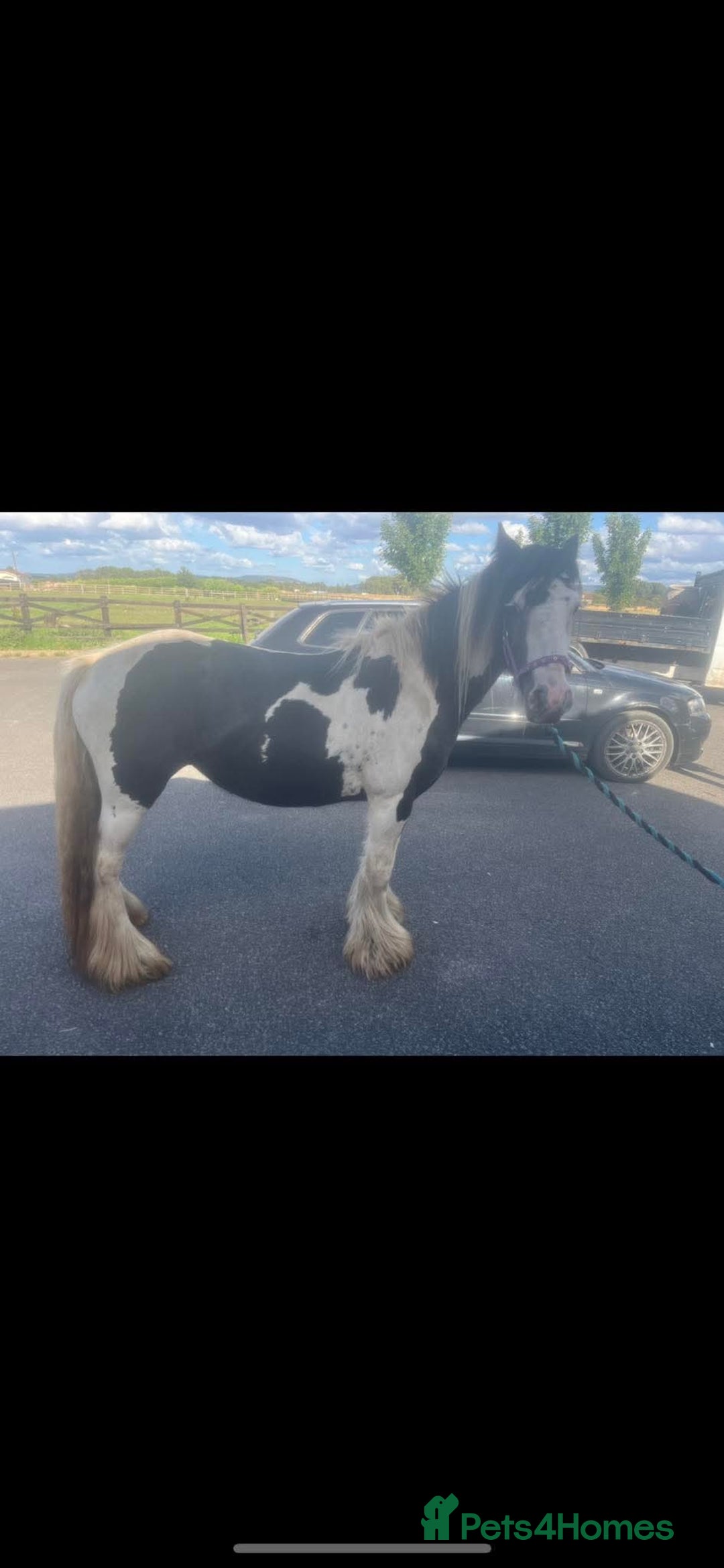 Irish Cob horses for sale: Gypsy cob - Image 1