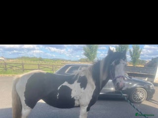 Irish Cob horses for sale - Advert 1