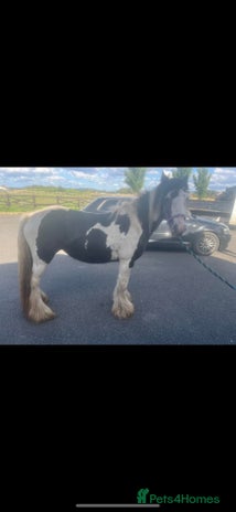 Irish Cob horses - Advert 1