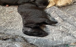 Schnoodle dogs for sale: LAst GIRL REDUCED READY NOW  - Image 17