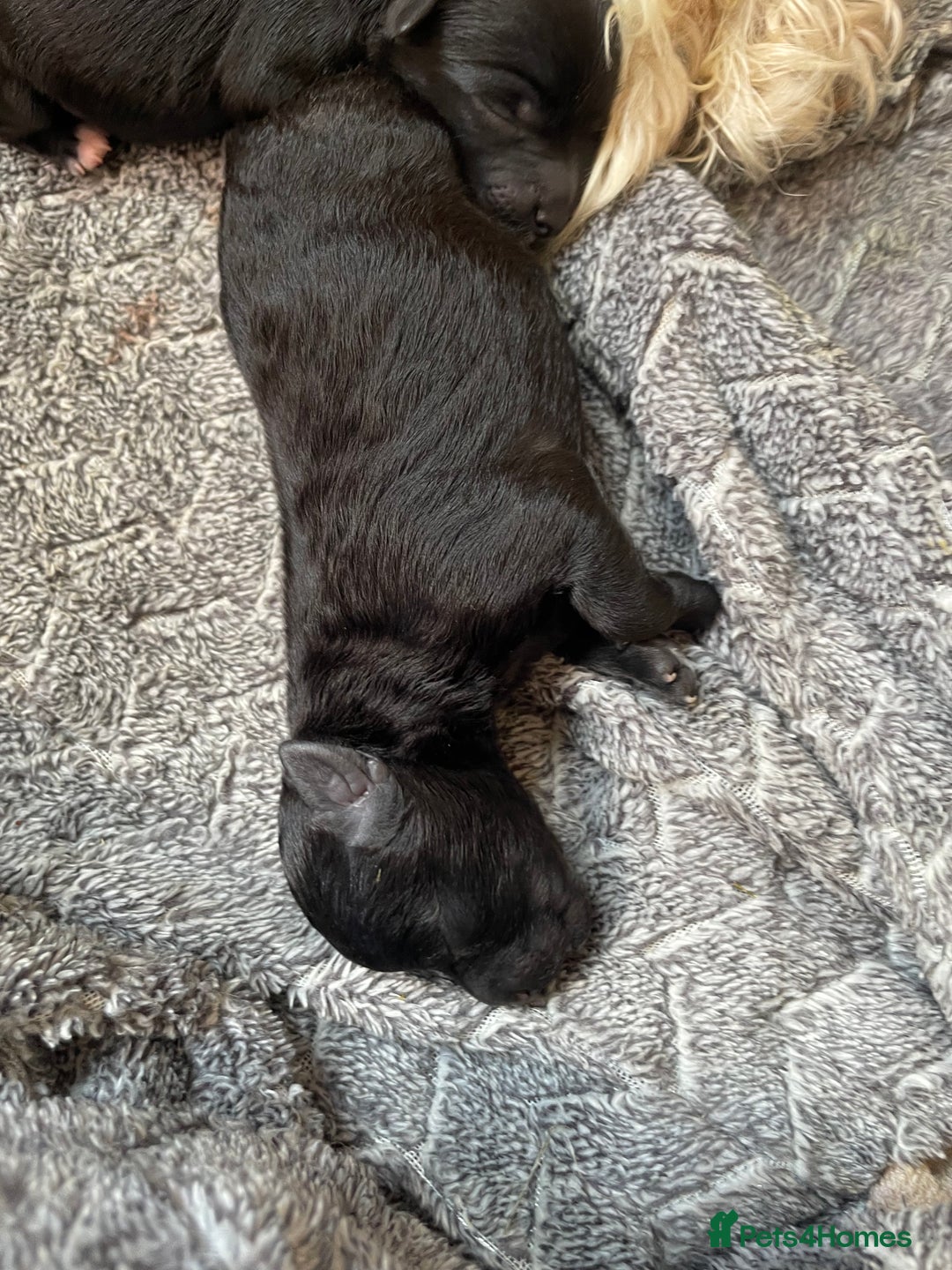 Schnoodle dogs for sale: LAst GIRL REDUCED READY NOW  - Image 17