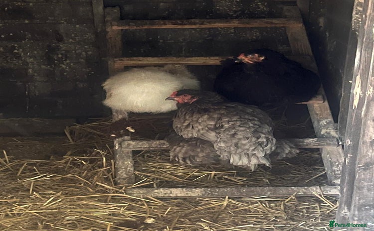 Chickens poultry - Advert 1