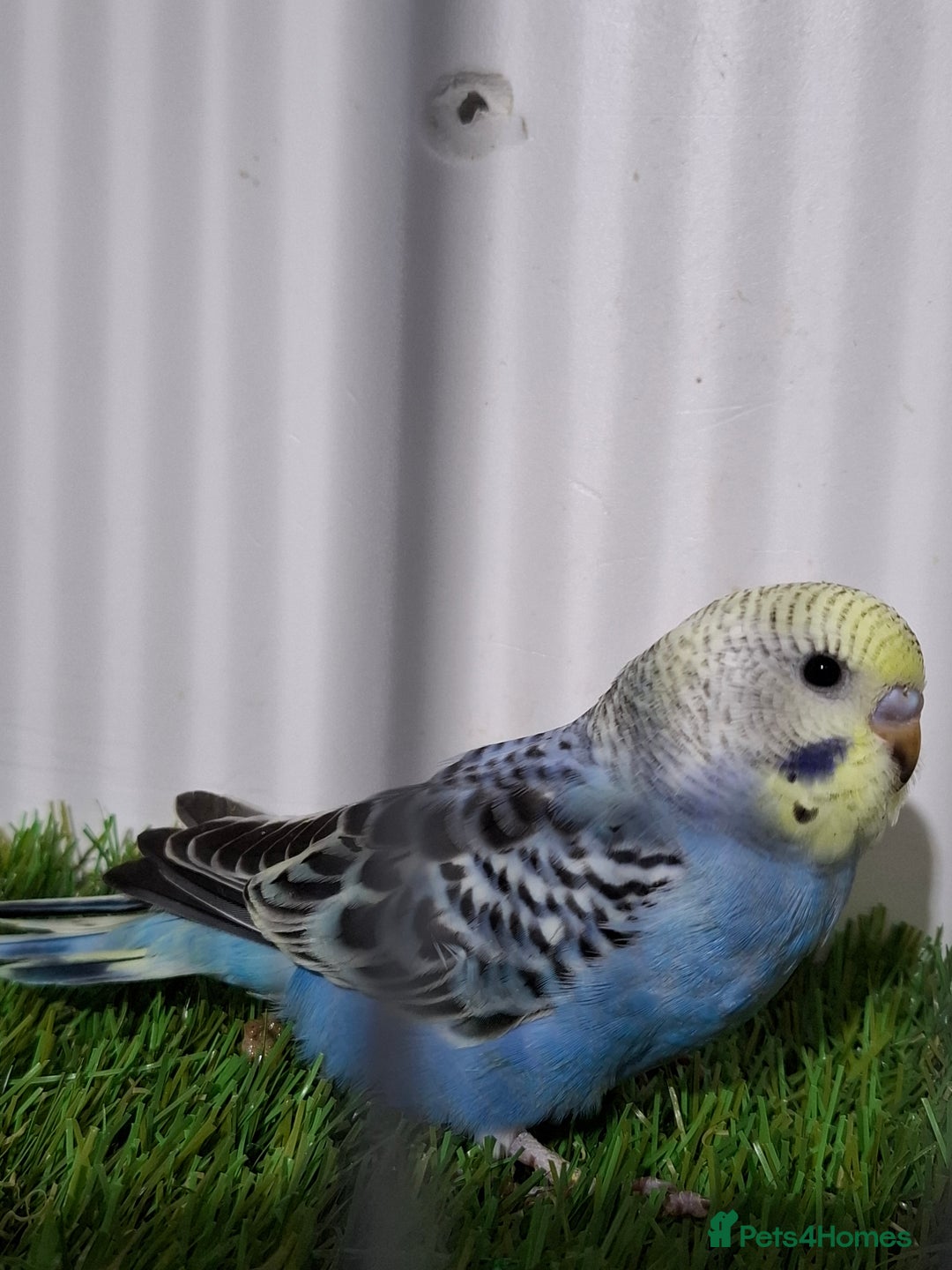 Budgerigars birds for sale: Budgies for sale  - Advert 21