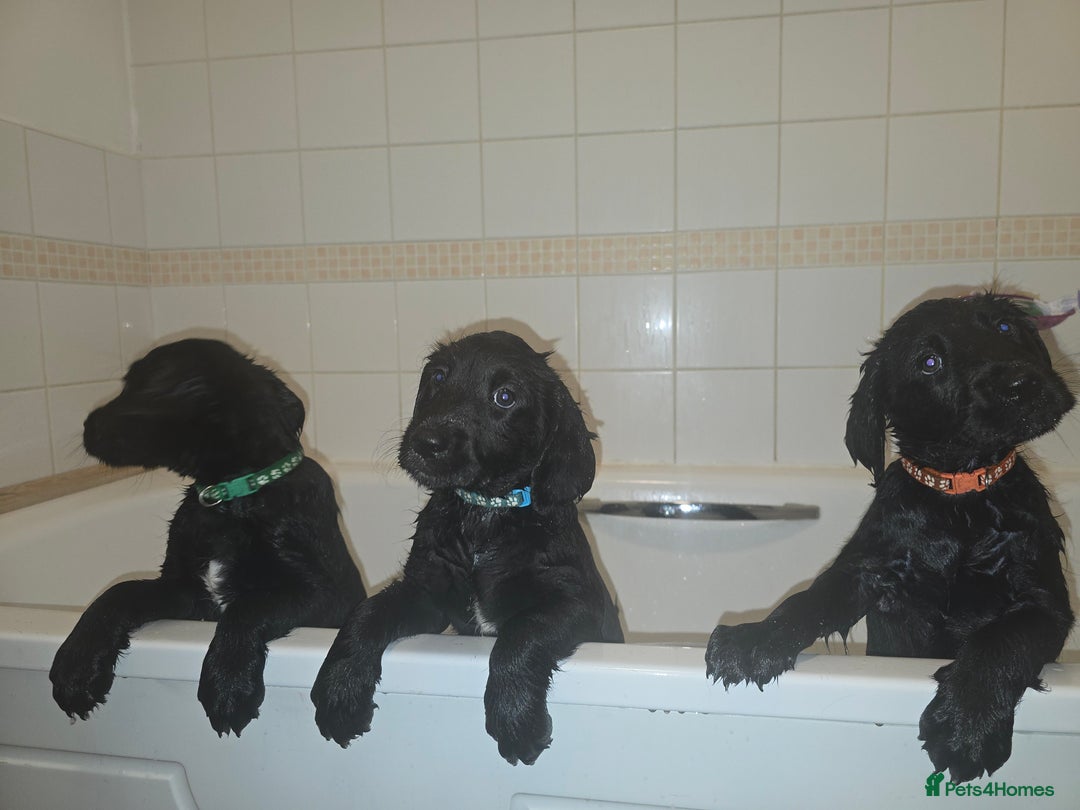 Labrador Retriever dogs for sale: Chunky pups ready now - Advert 8