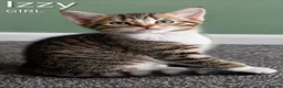 Mixed Breed cats for sale: Cute Tabby Kittens - Advert 3