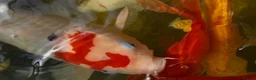 Koi Carp fish for sale: Koi Carp ‘Roy the Koi’ very friendly  in Chelmsford - Advert 3