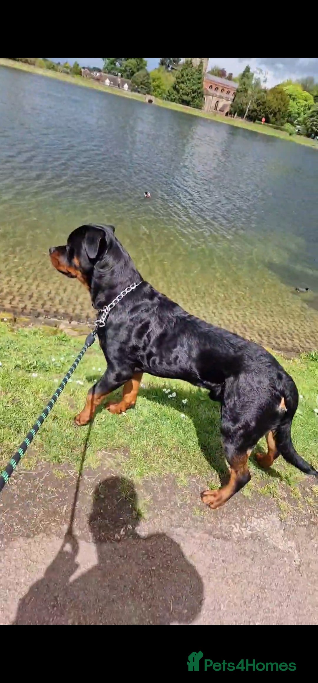 Rottweiler dogs for sale: 3 year old male rottweiler  - Advert 4