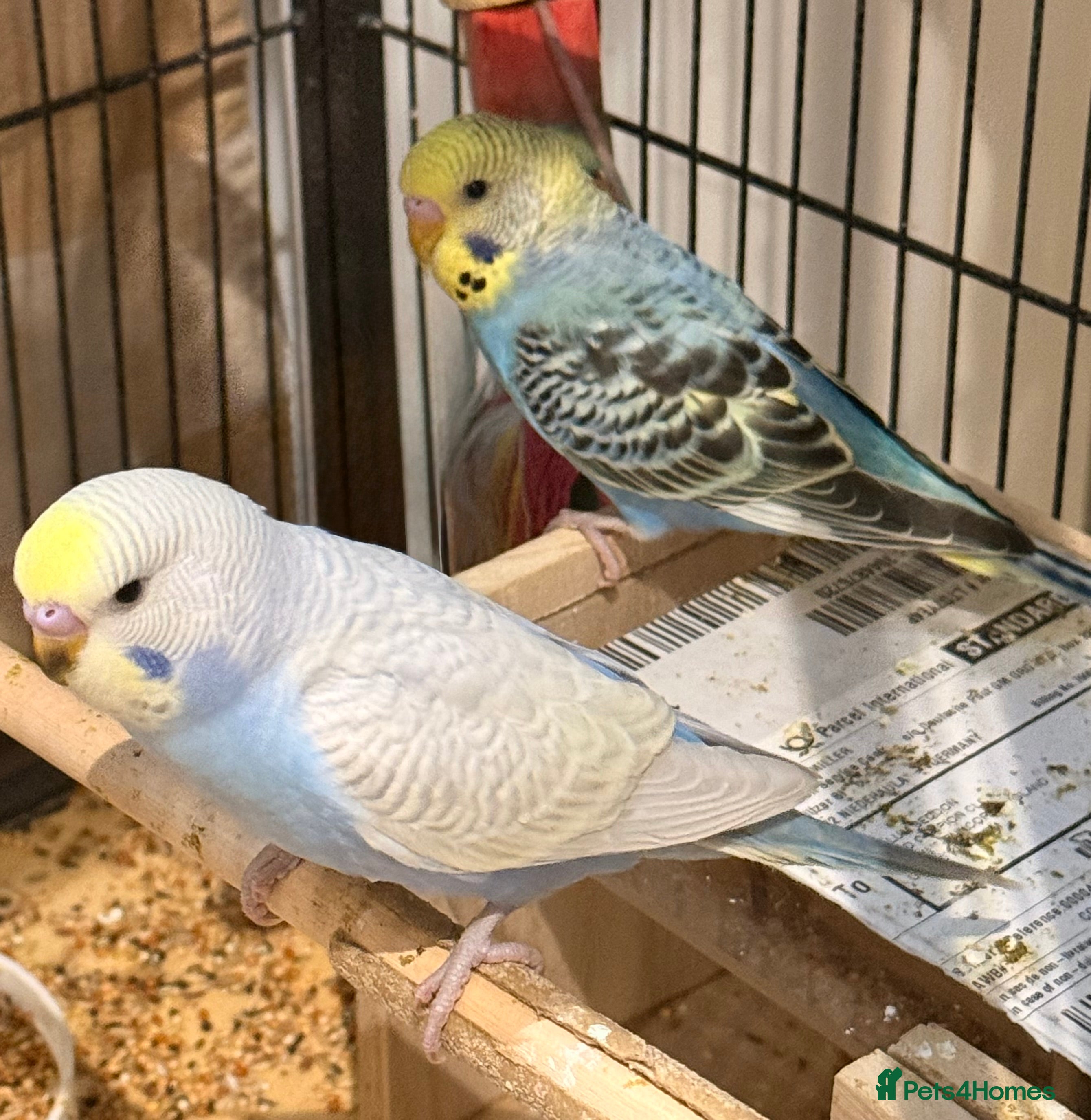 Budgerigars birds Bonded pair of budgies runcorn 10 weeks old  - Advert 14