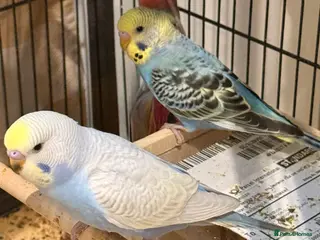 Budgerigars birds Bonded pair of budgies runcorn 10 weeks old - Advert 14