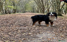 Bernese Mountain Dog dogs for stud: Bernese mountain dog (STUD) in Goole - Image 5