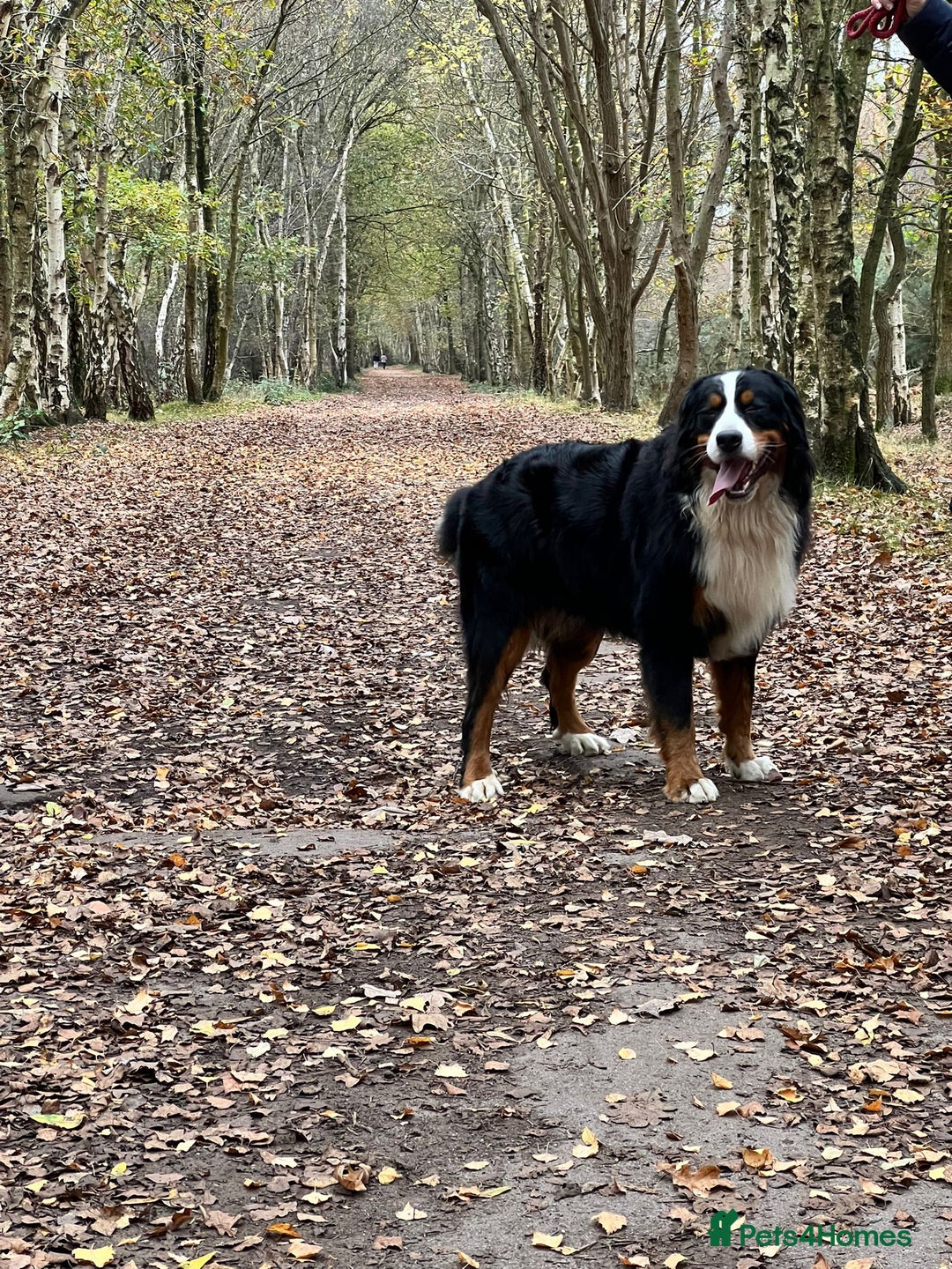 Bernese Mountain Dog dogs for stud: Bernese mountain dog (STUD) in Goole - Image 5