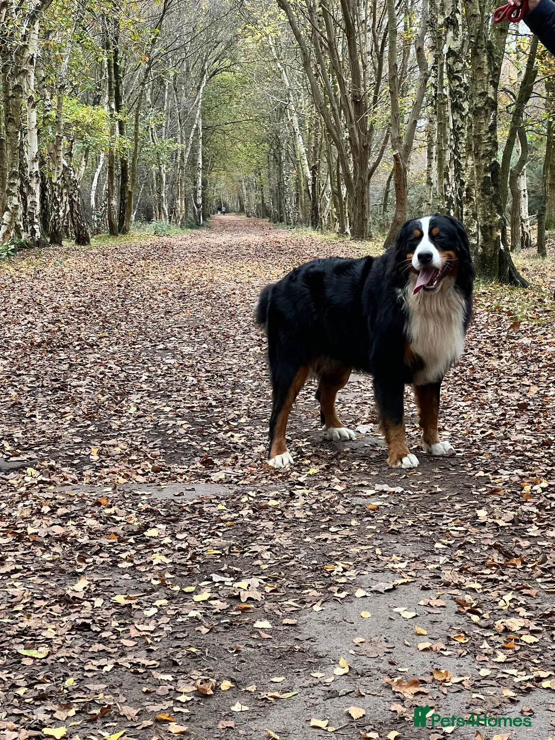 Bernese Mountain Dog dogs for stud: Bernese mountain dog (STUD) in Goole - Advert 5