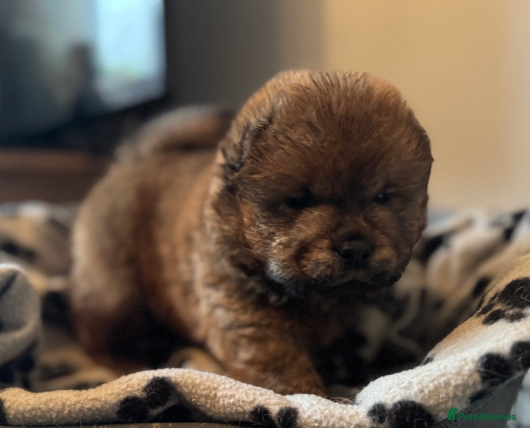 Chow Chow dogs for sale: Wyvernwest - Puppies have arrived  - Advert 14