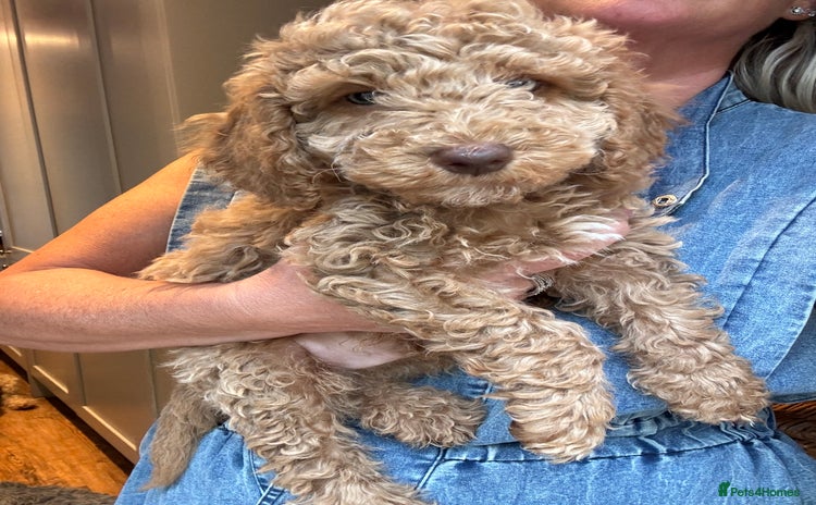 Cockapoo dogs - Advert 13