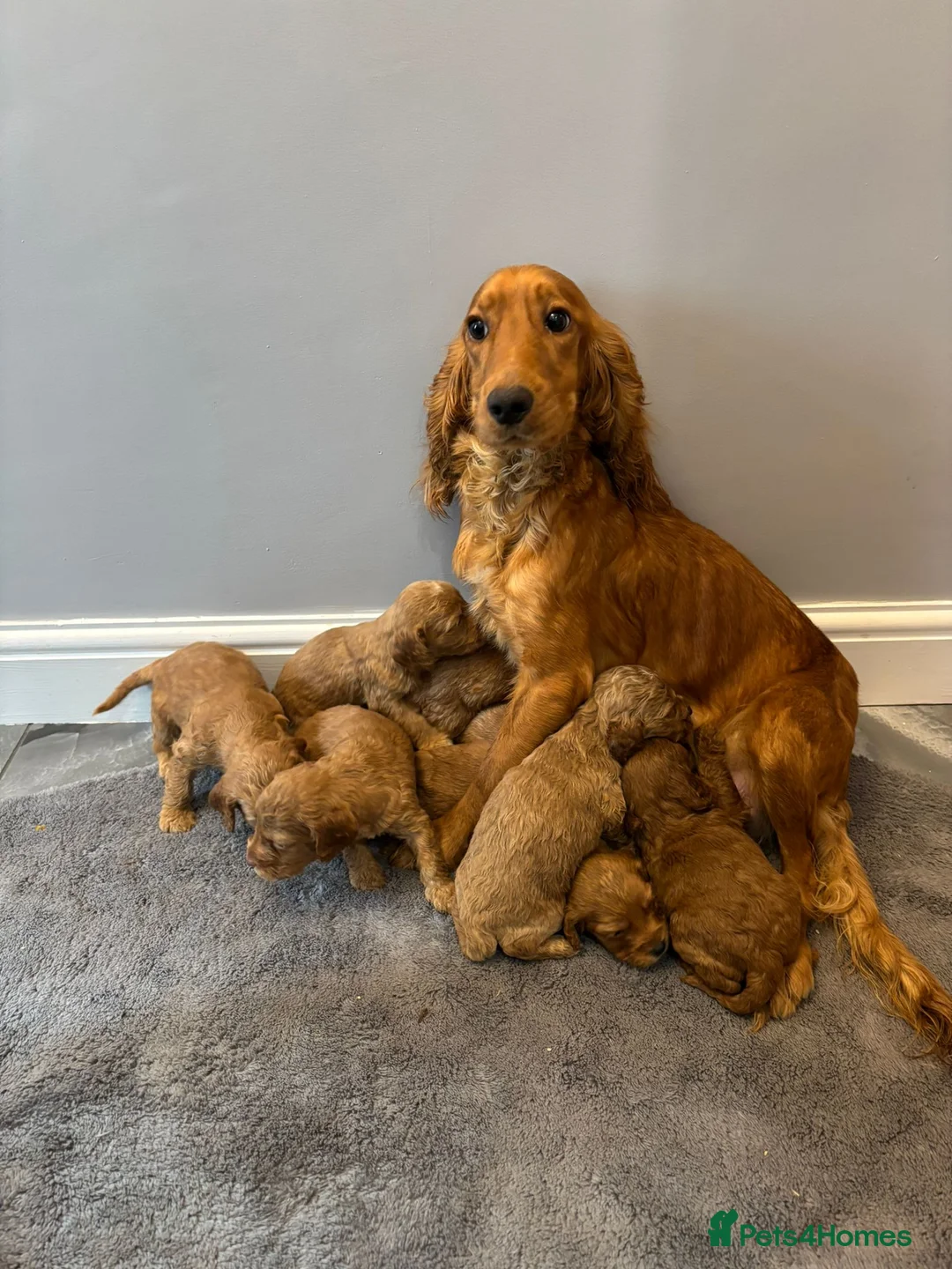 Cockapoo dogs for sale: Cockapoo puppies ready now  - Advert 7