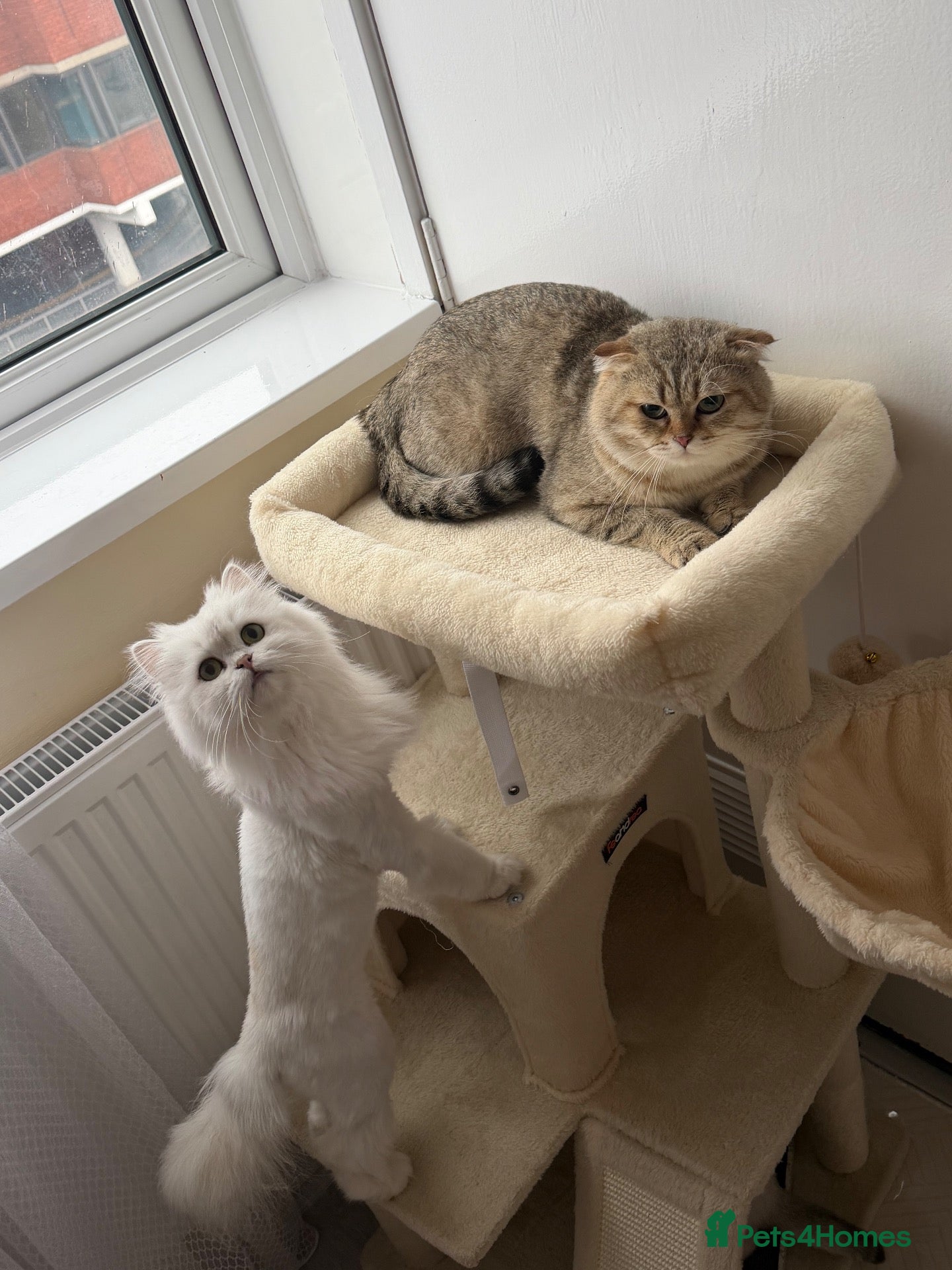 Scottish Fold cats Scottish Fold & Straight Kittens – Blue Eyes - Advert 1