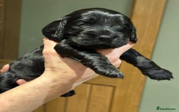 Cockalier dogs for sale: Gorgeous chunky Cockalier pupuchinos - Image 18