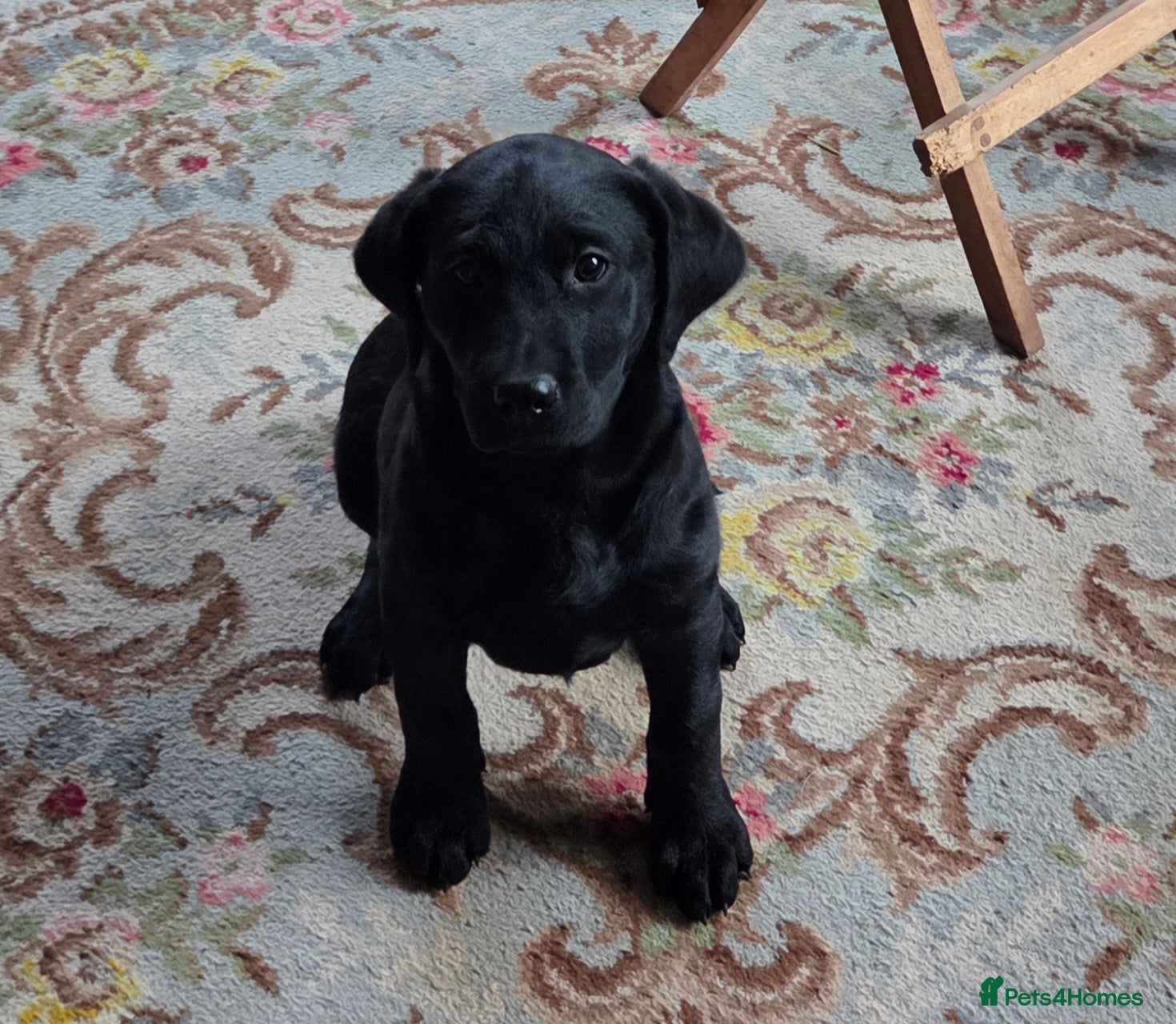 Labrador Retriever dogs K.C. Black lab girl puppy ready now - Advert 11