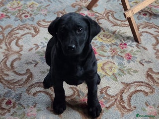 Labrador Retriever dogs K.C. Black lab girl puppy ready now - Advert 11