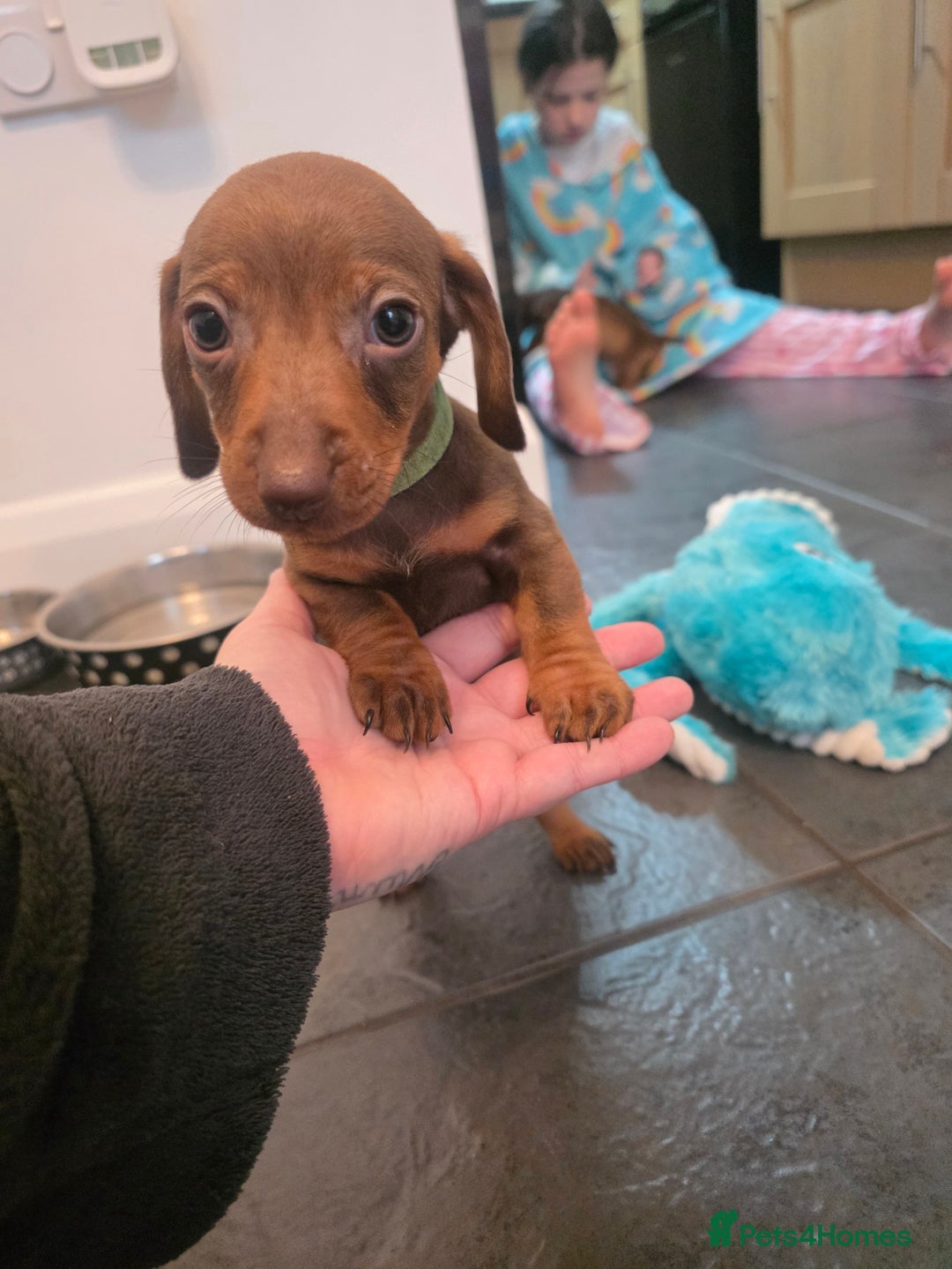 Dachshund dogs for sale: Dachshund  - Advert 11