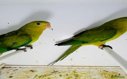 Parakeets birds for sale: Young pair of Barraband parakeet  - Image 2