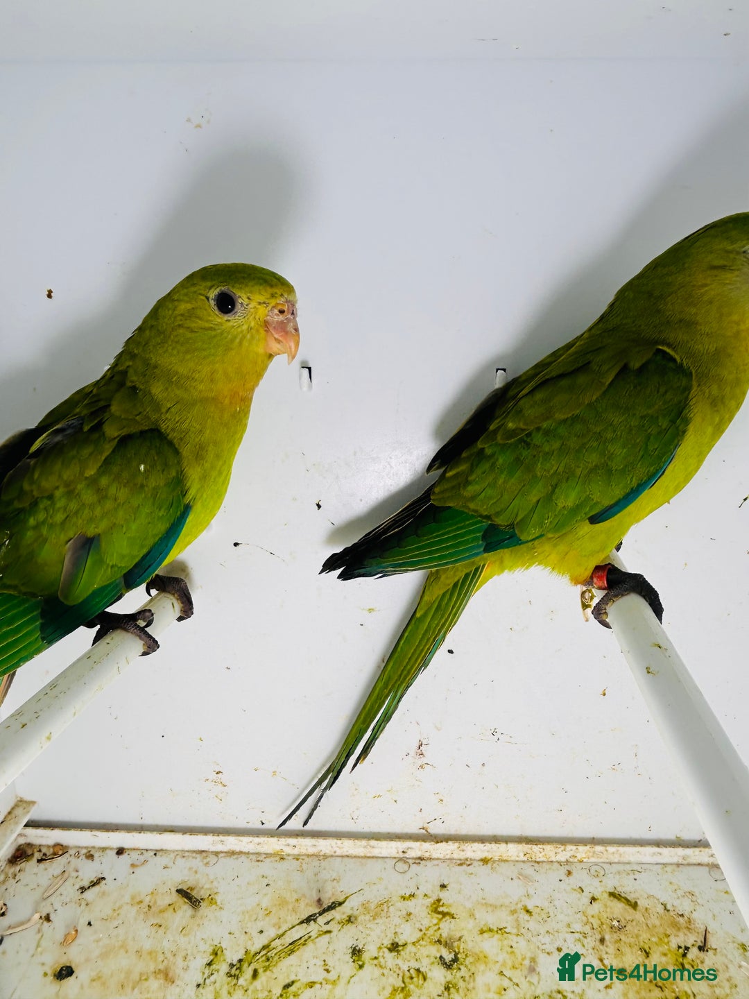Parakeets birds for sale: Young pair of Barraband parakeet  - Image 2