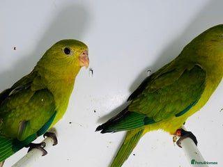 Parakeets birds - Advert 4