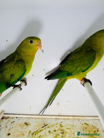 Parakeets birds - Advert 3