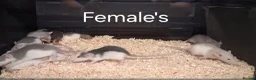 Rat rodents for sale: Baby Dumbo Rat's, Natural , Rex , Nakeds  - Advert 13