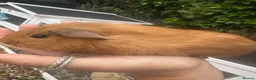 Guinea Pig rodents for sale: Baby Guinea Pig’s For Sale in King's Lynn - Advert 7
