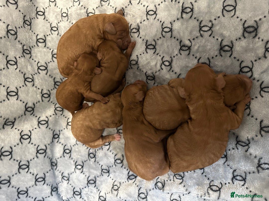 Cockapoo dogs for sale: Cockapoo F1b non moulting health tested puppies  - Image 7