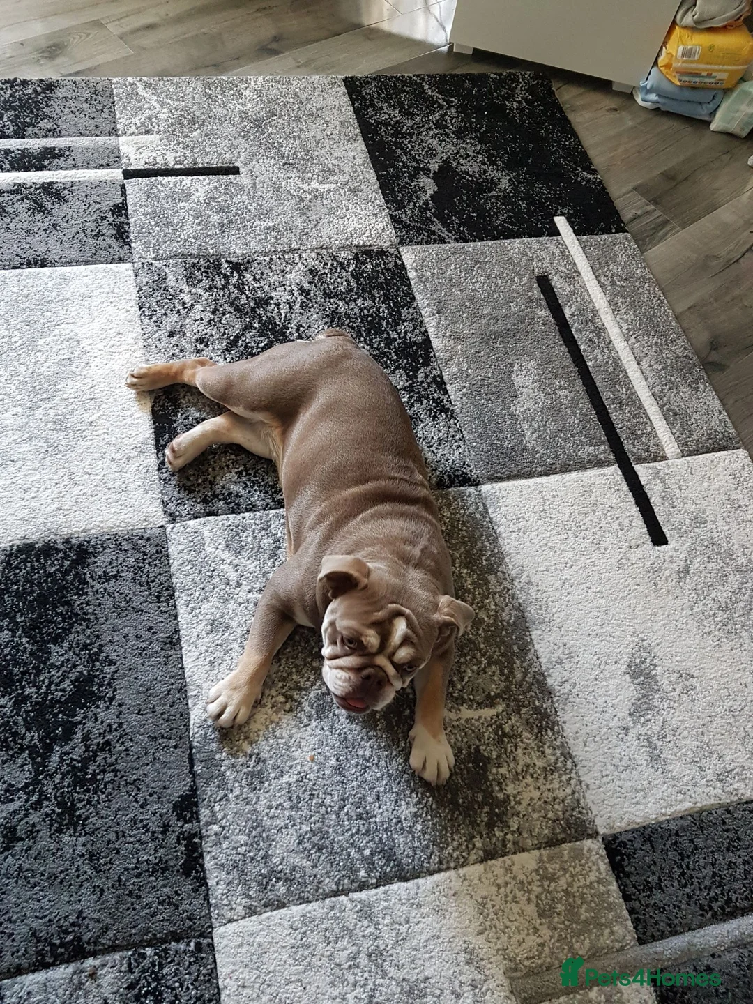 English Bulldog dogs for sale: Iona British bulldog  - Advert 2