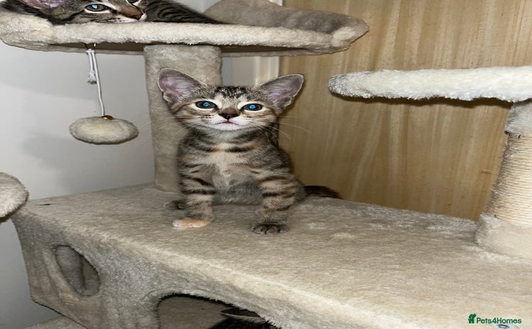 Mixed Breed cats - Advert 6