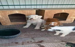 Mixed Breed dogs for adoption: Lottie - Image 3