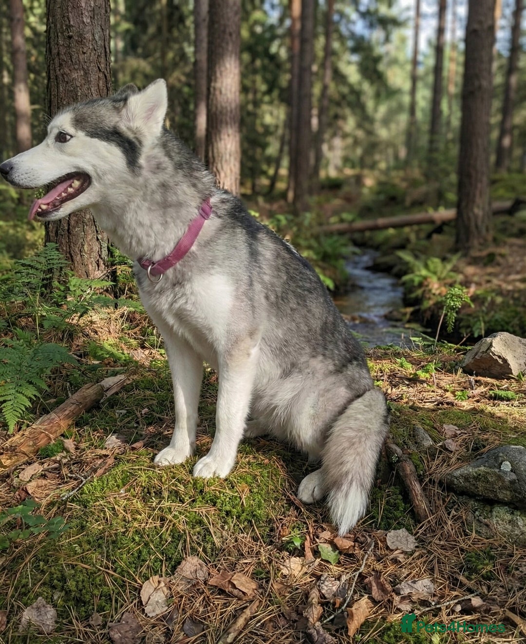 Siberian Husky dogs for sale: Pure Bred Siberian Husky for rehoming  - Advert 2