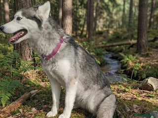 Siberian Husky dogs Pure Bred Siberian Husky for rehoming - Advert 2