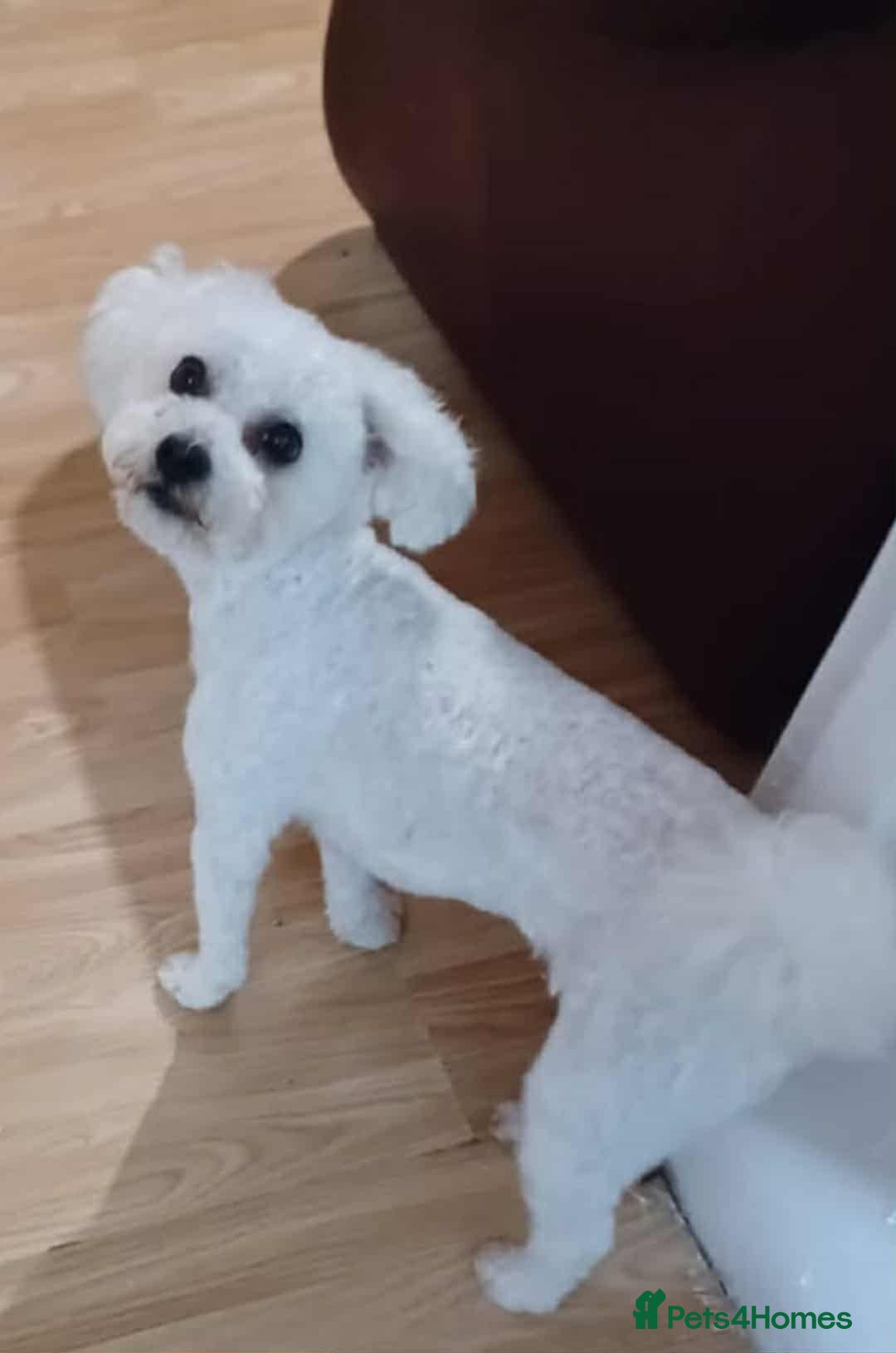 Bichon Frise dogs Bichon Frise For sale  - Advert 3