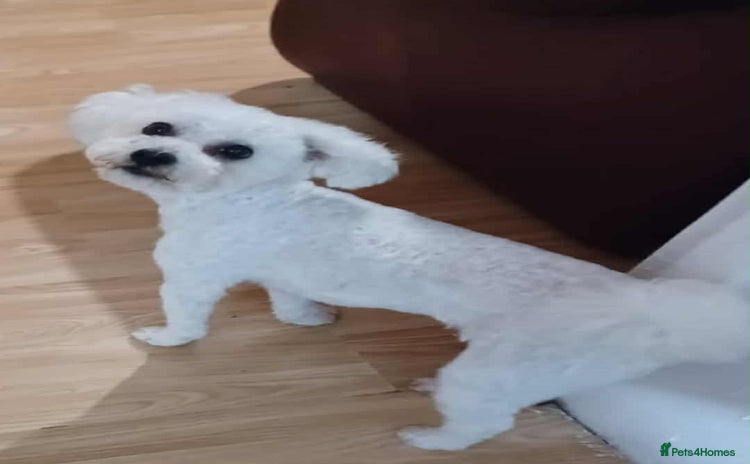 Bichon Frise dogs Bichon Frise For sale  - Advert 1