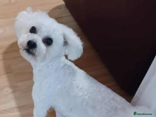 Bichon Frise dogs Bichon Frise For sale - Advert 10