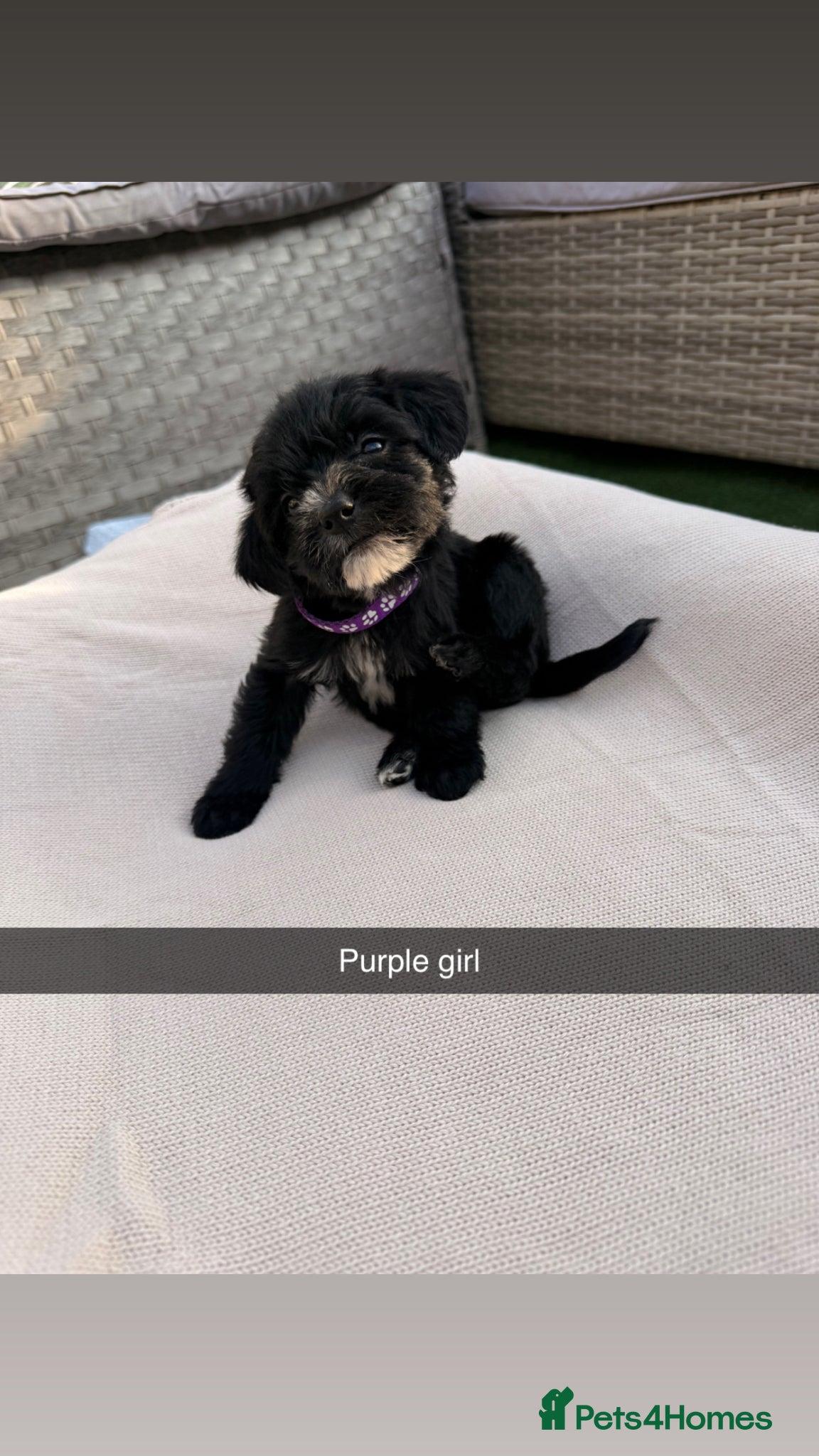 Mixed Breed dogs for sale: Whoodle puppies  - Advert 6