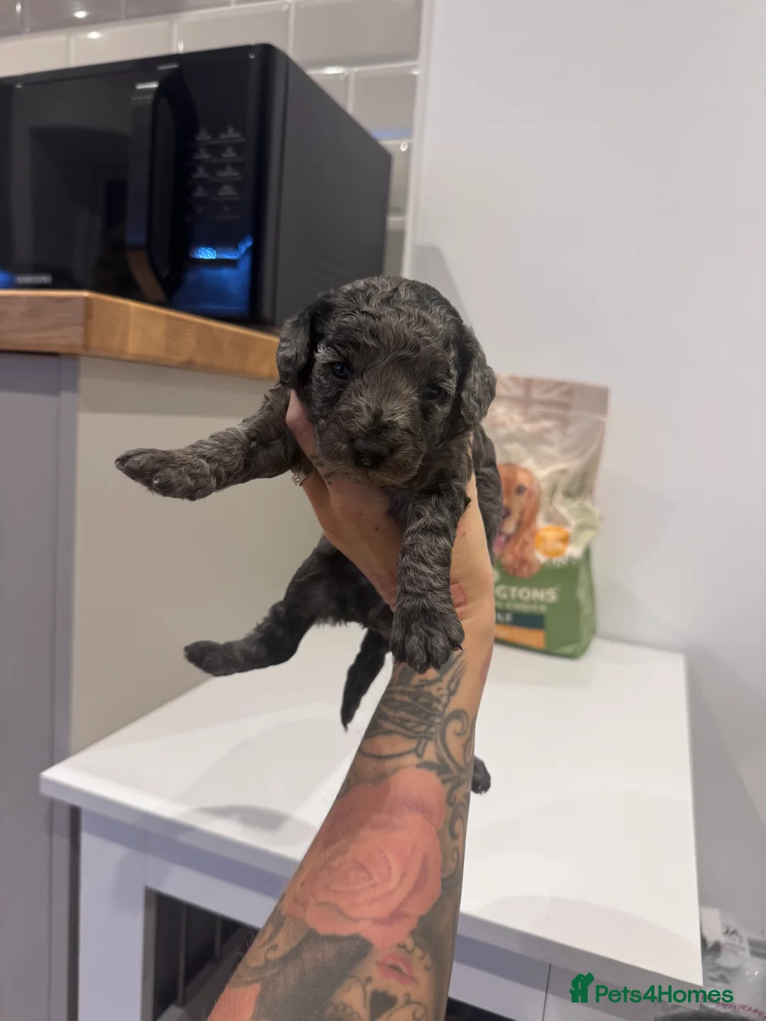 Cavapoochon dogs for sale: MERLE CAVAPOOCHON READY NOW  - Advert 9