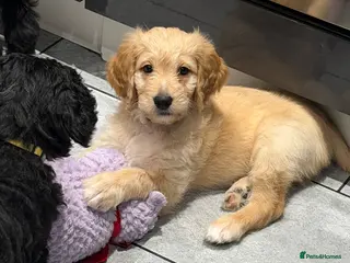 Mixed Breed dogs READY SATURDAY!! Last Blonde girl Bernadoodle - Advert 12