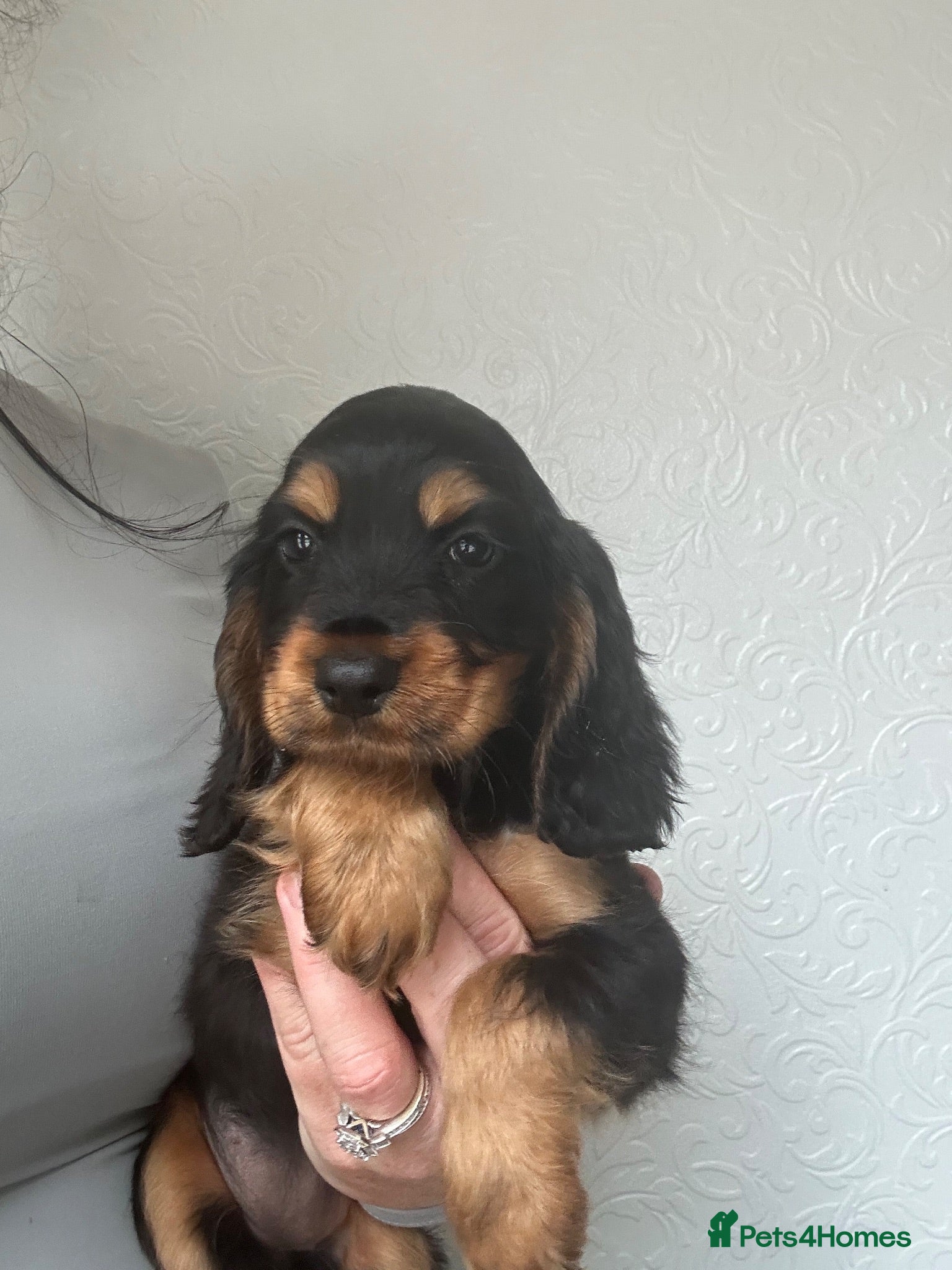 Cocker Spaniel dogs Adorable show cocker spaniel  - Advert 7