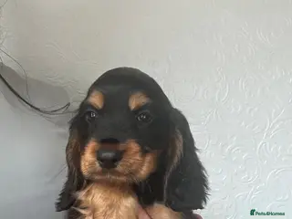 Cocker Spaniel dogs Adorable show cocker spaniel - Advert 7